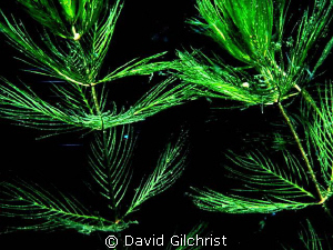 Freshwater Aquatic plant by David Gilchrist 